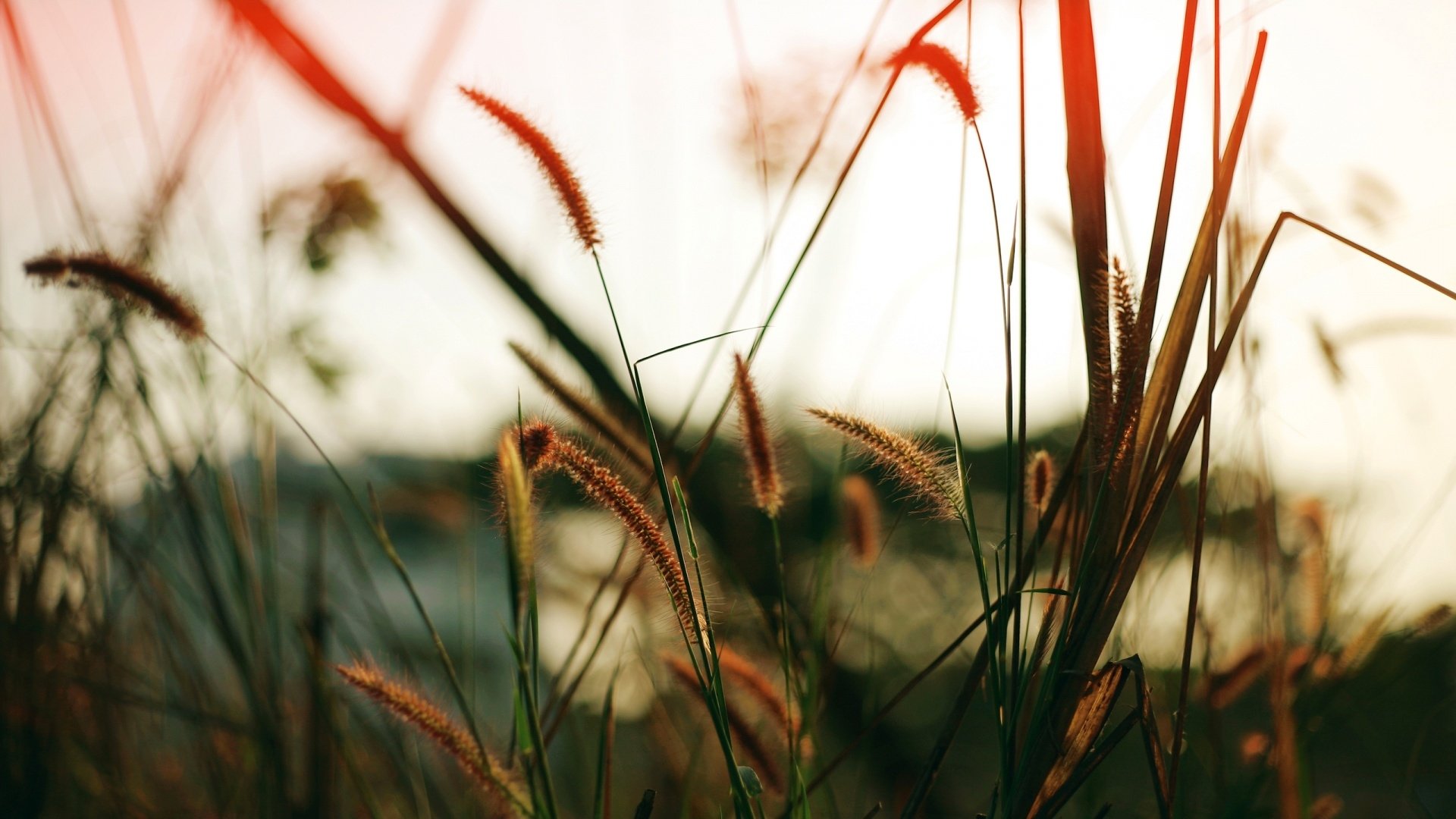 Download Nature Grass HD Wallpaper