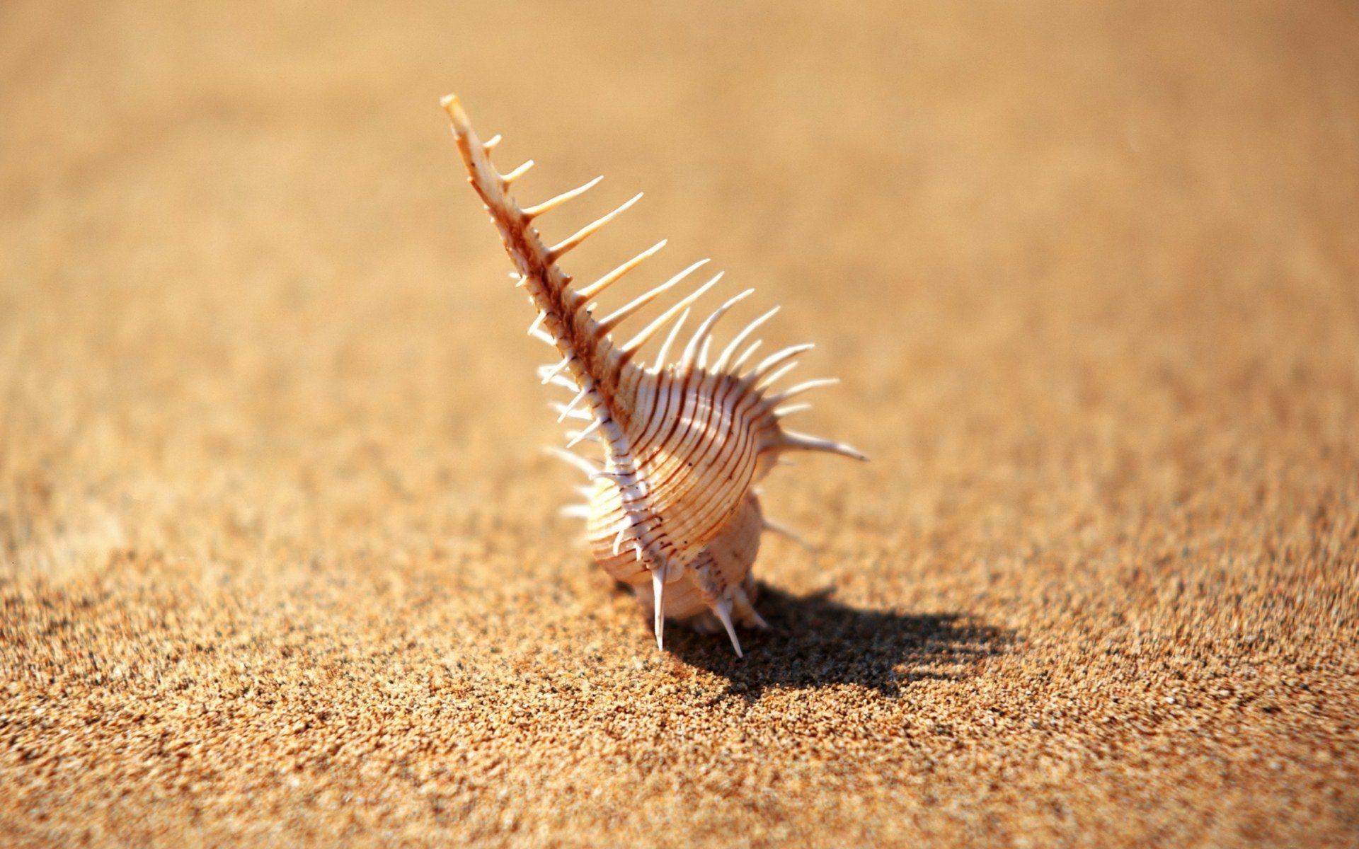 Download Nature Shell HD Wallpaper