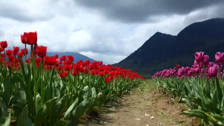 A vibrant field of red and pink tulips stretches toward distant mountains under a dramatic sky, captured as a stunning 4K Ultra HD desktop wallpaper.