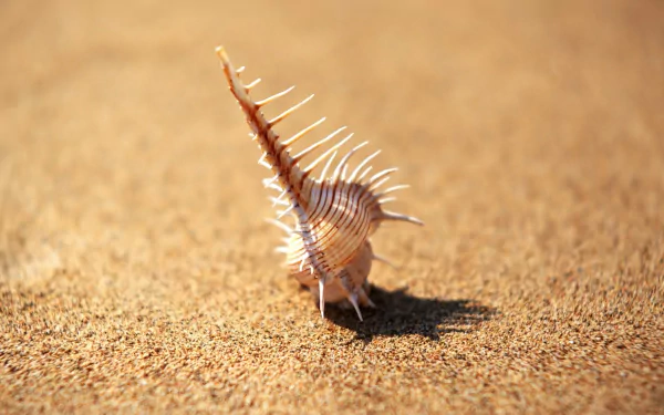 nature shell HD Desktop Wallpaper | Background Image