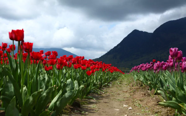 A vibrant field of red and pink tulips stretches toward distant mountains under a dramatic sky, captured as a stunning 4K Ultra HD desktop wallpaper.