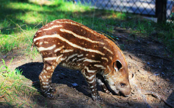 Animal tapir HD Desktop Wallpaper | Background Image