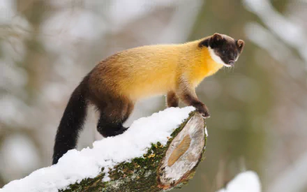 Animal marten HD Desktop Wallpaper | Background Image