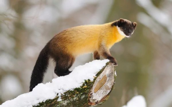 HD PC desktop wallpaper featuring a marten with golden and dark fur perched on a snowy tree branch in a blurred winter forest background.