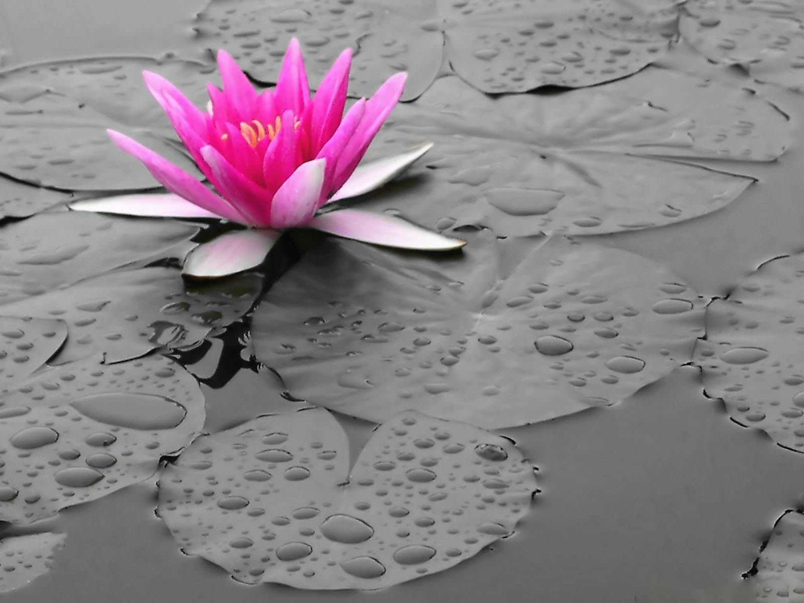 Download Flower Nature Water Lily Wallpaper