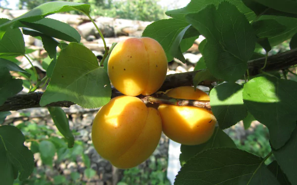 nature apricot tree HD Desktop Wallpaper | Background Image