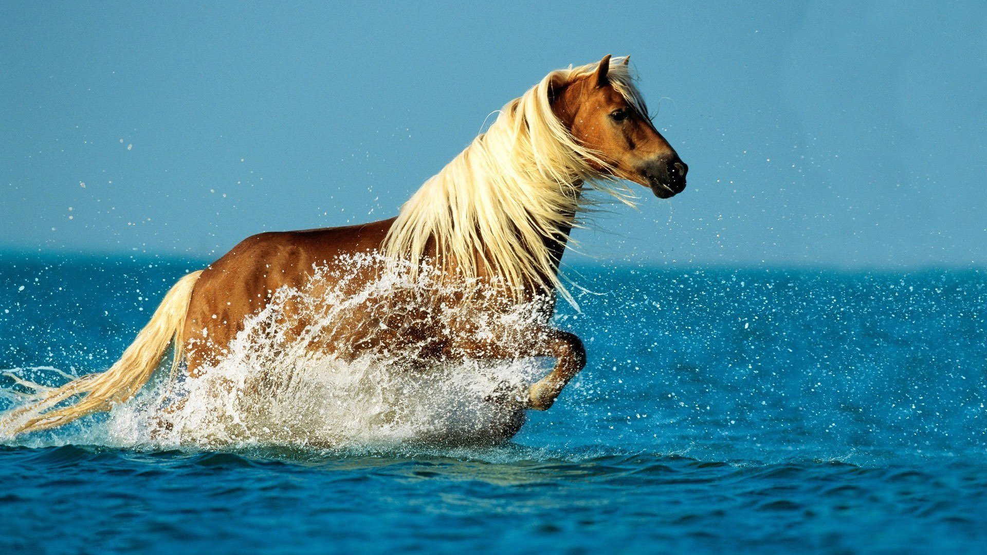 A beautiful horse with flowing mane splashes through bright blue waters, creating a stunning and vibrant HD desktop wallpaper background.