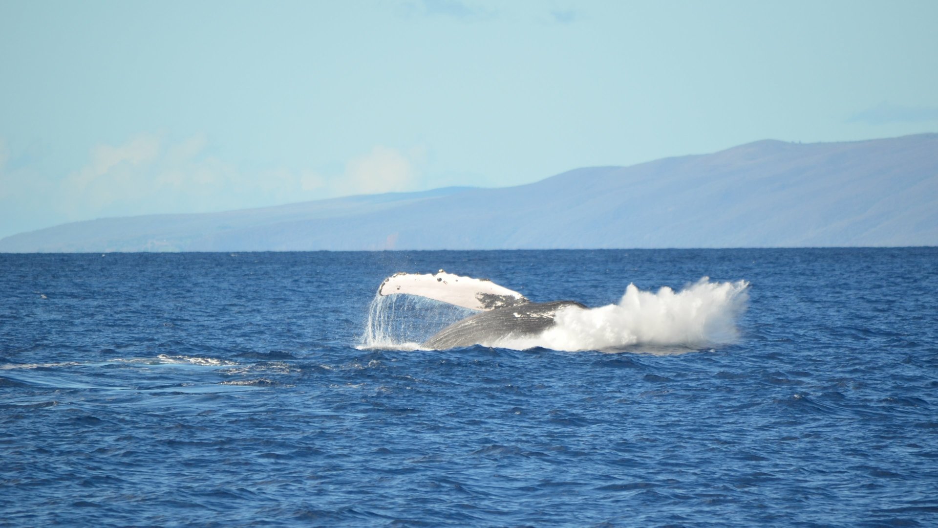 Download Animal Whale 4k Ultra HD Wallpaper