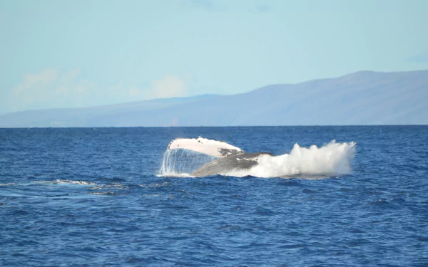 Animal whale HD Desktop Wallpaper | Background Image