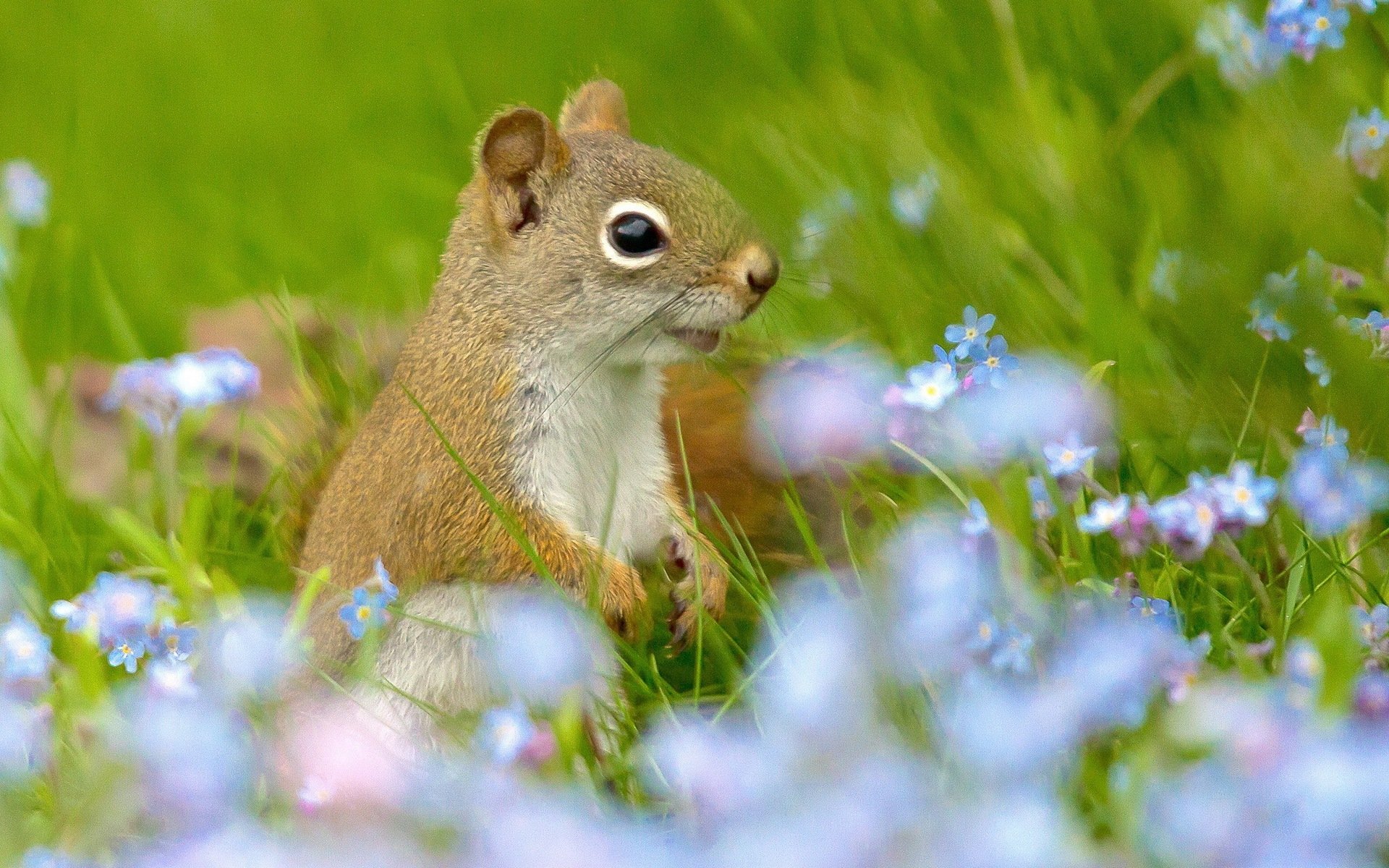 Download Animal Squirrel HD Wallpaper