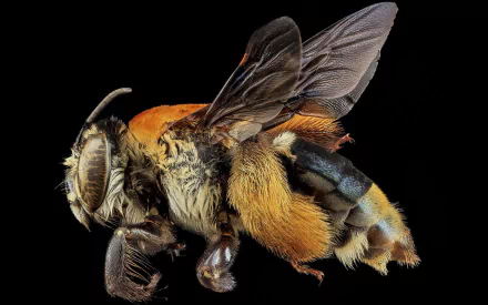 Animal bee HD Desktop Wallpaper | Background Image