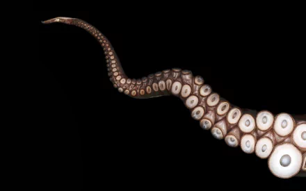 Animal octopus HD Desktop Wallpaper | Background Image