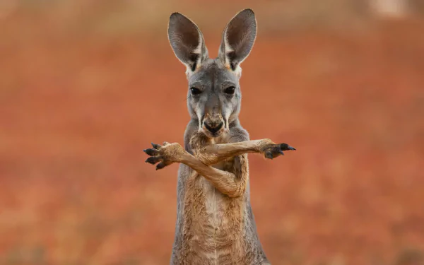 Animal kangaroo HD Desktop Wallpaper | Background Image