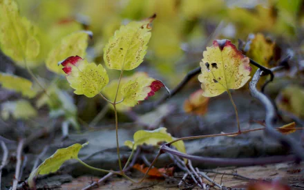 HD wallpaper featuring close-up of yellow leaves with red spots, set against a defocused natural background.