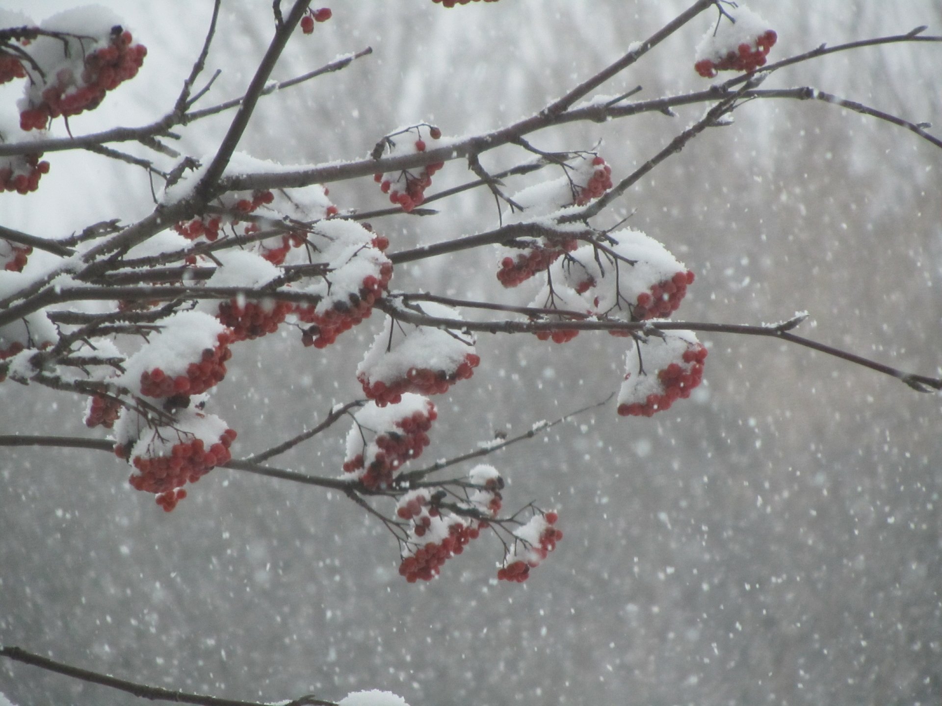 Download Nature Rowan 4k Ultra HD Wallpaper by Vergilius