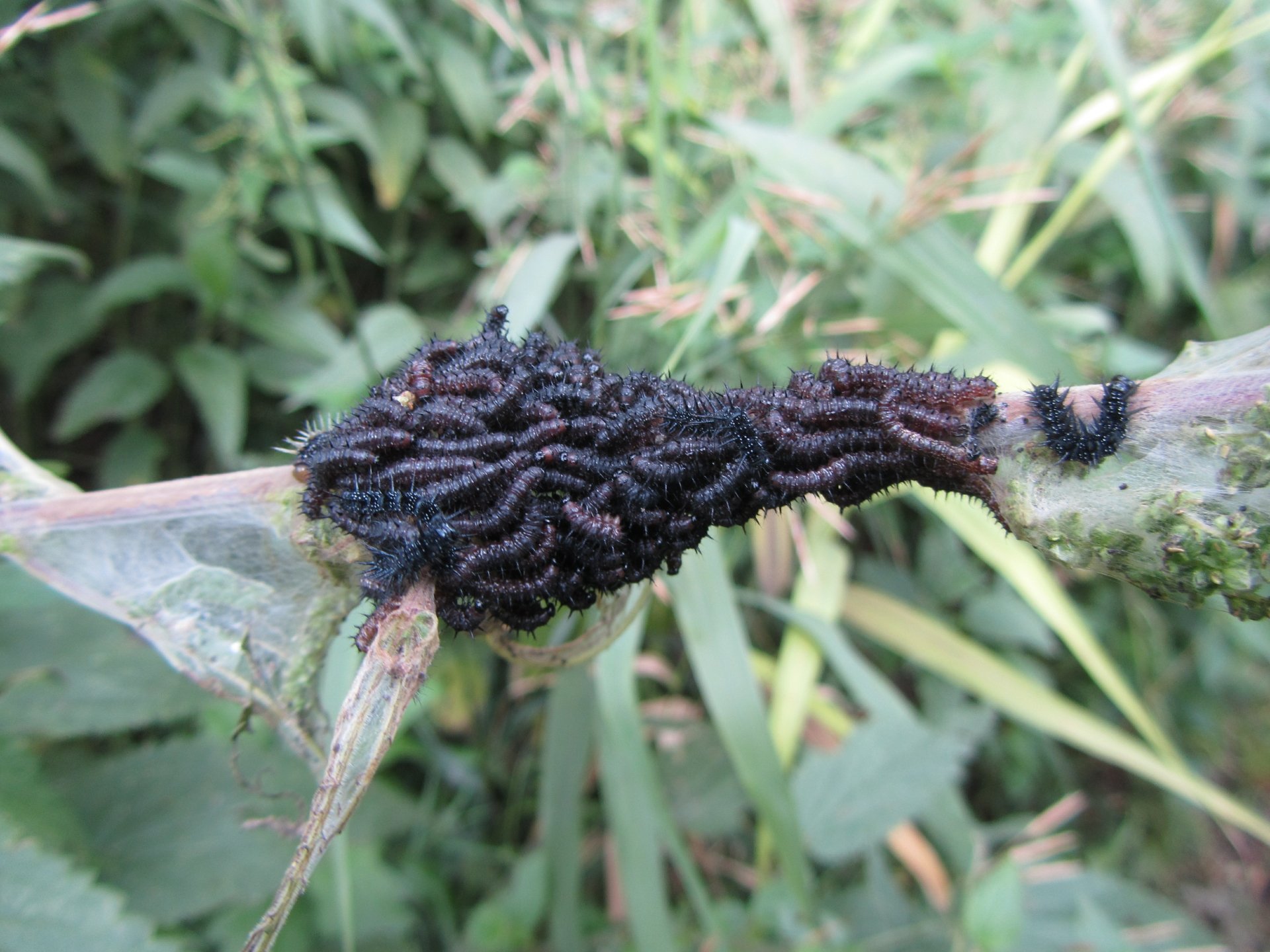 Download Animal Caterpillar 4k Ultra HD Wallpaper by Vergilius