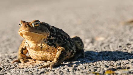  Toad in the Road