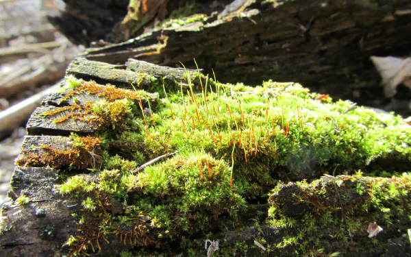 nature moss HD Desktop Wallpaper | Background Image