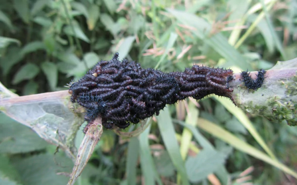 Animal caterpillar HD Desktop Wallpaper | Background Image