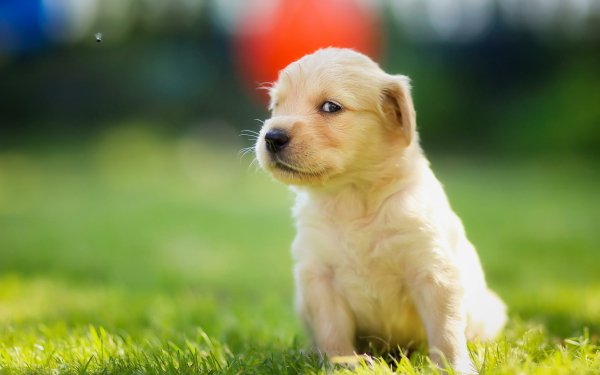 Animal Puppy Dogs Dog Baby Animal HD Wallpaper | Background Image