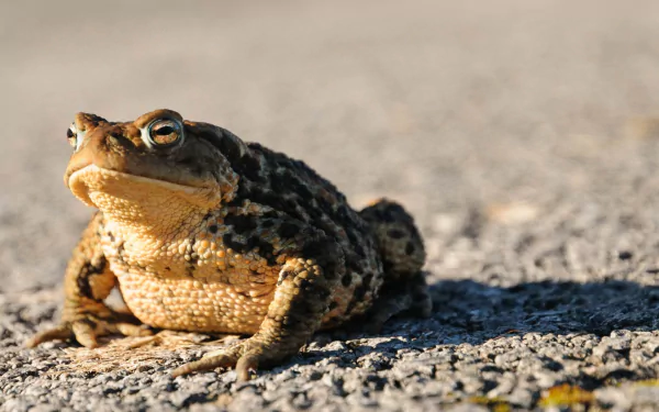  Toad in the Road