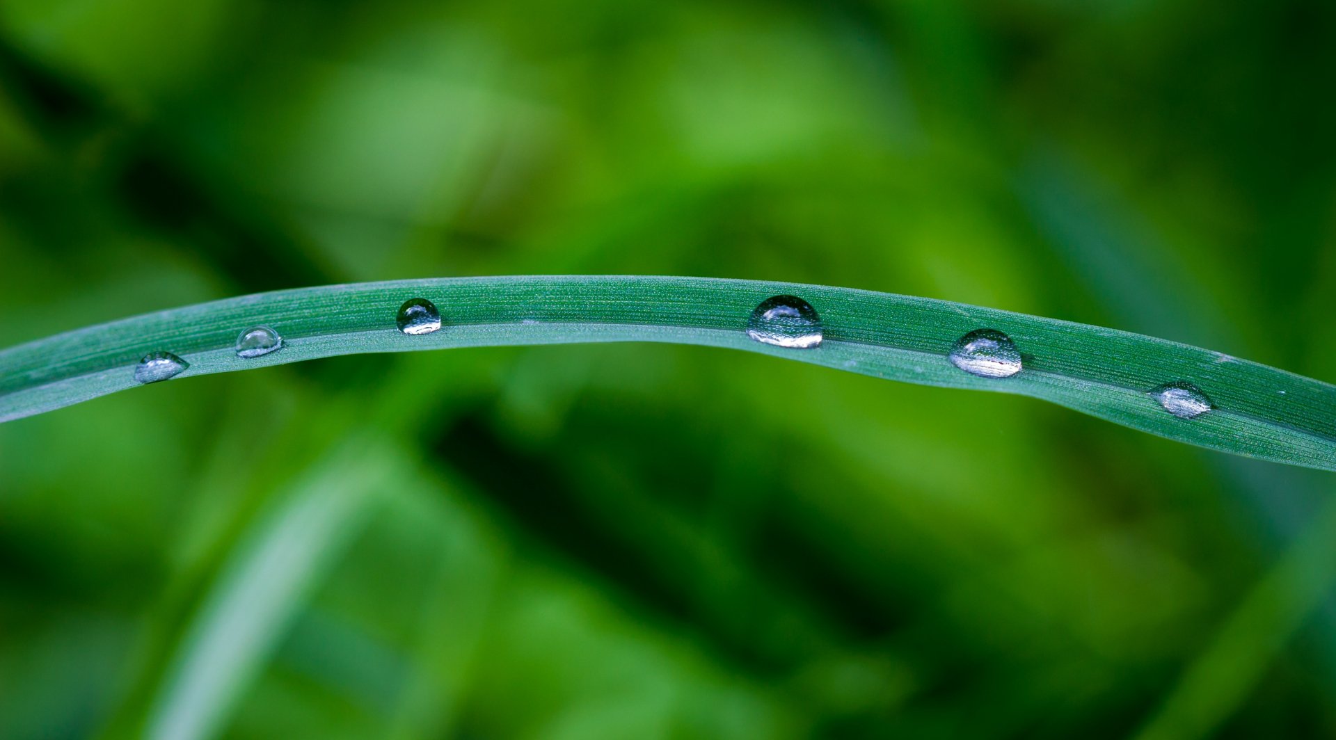 Download Dew Nature Water Drop HD Wallpaper