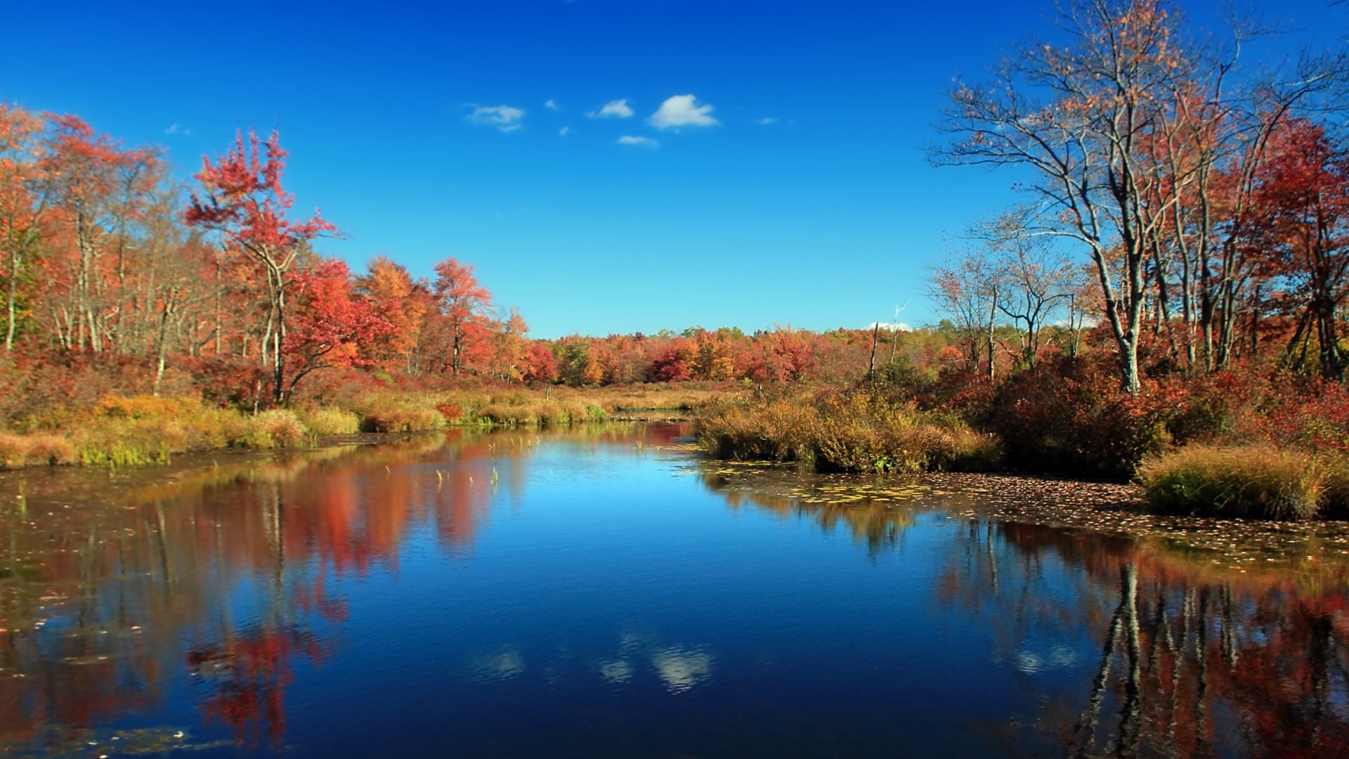 HD PC desktop wallpaper featuring a serene swamp with colorful autumn trees reflected in calm water under a clear blue sky.