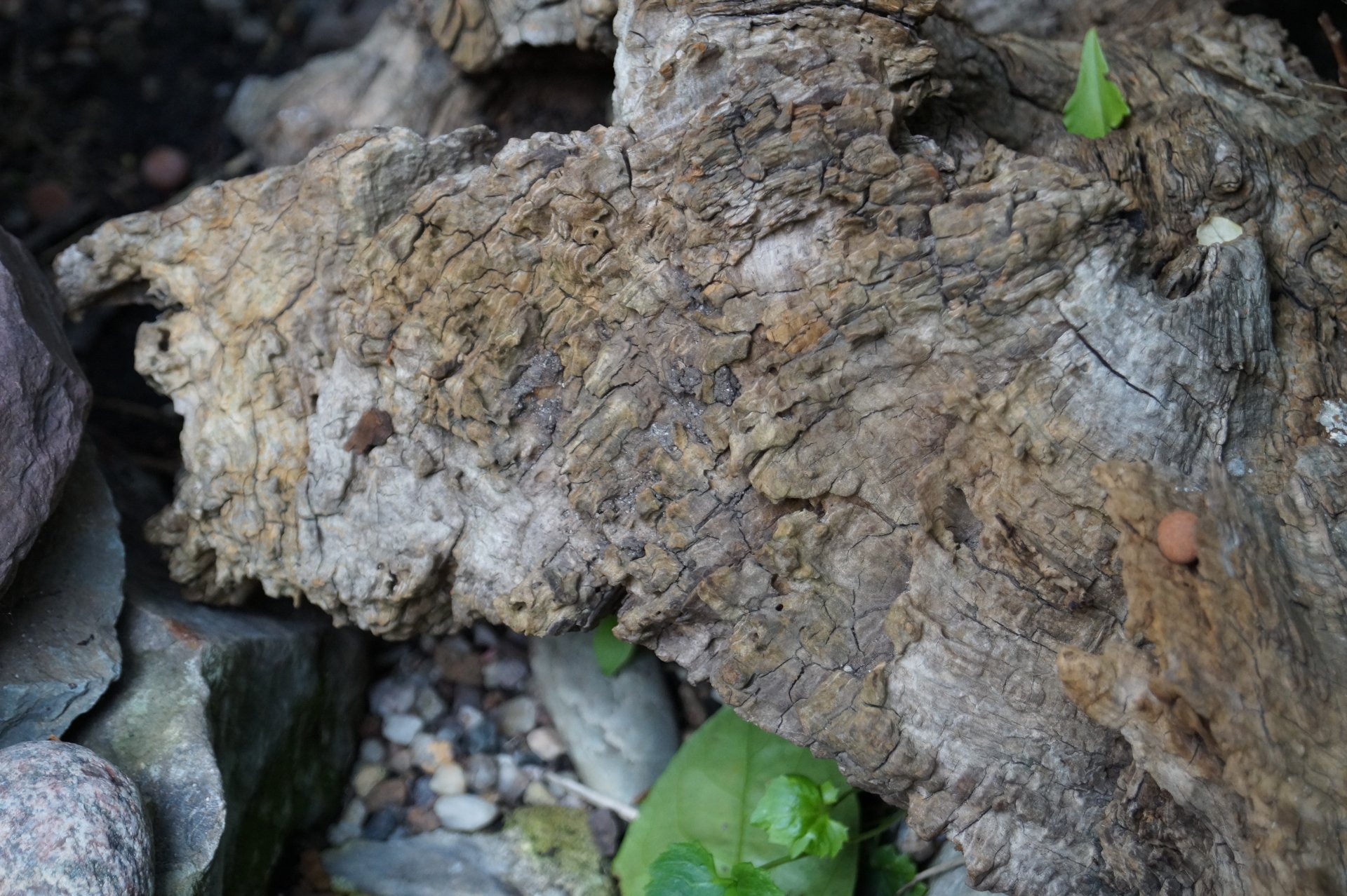 Download Nature Wood 4k Ultra HD Wallpaper