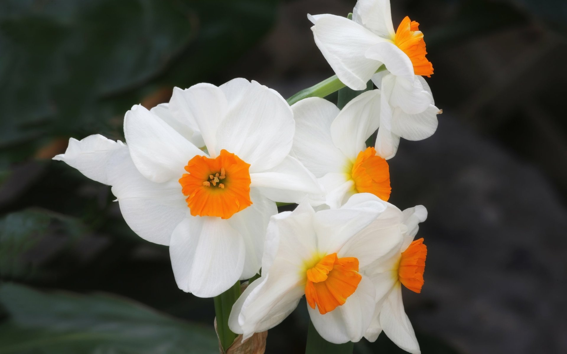 Download Nature Daffodil HD Wallpaper