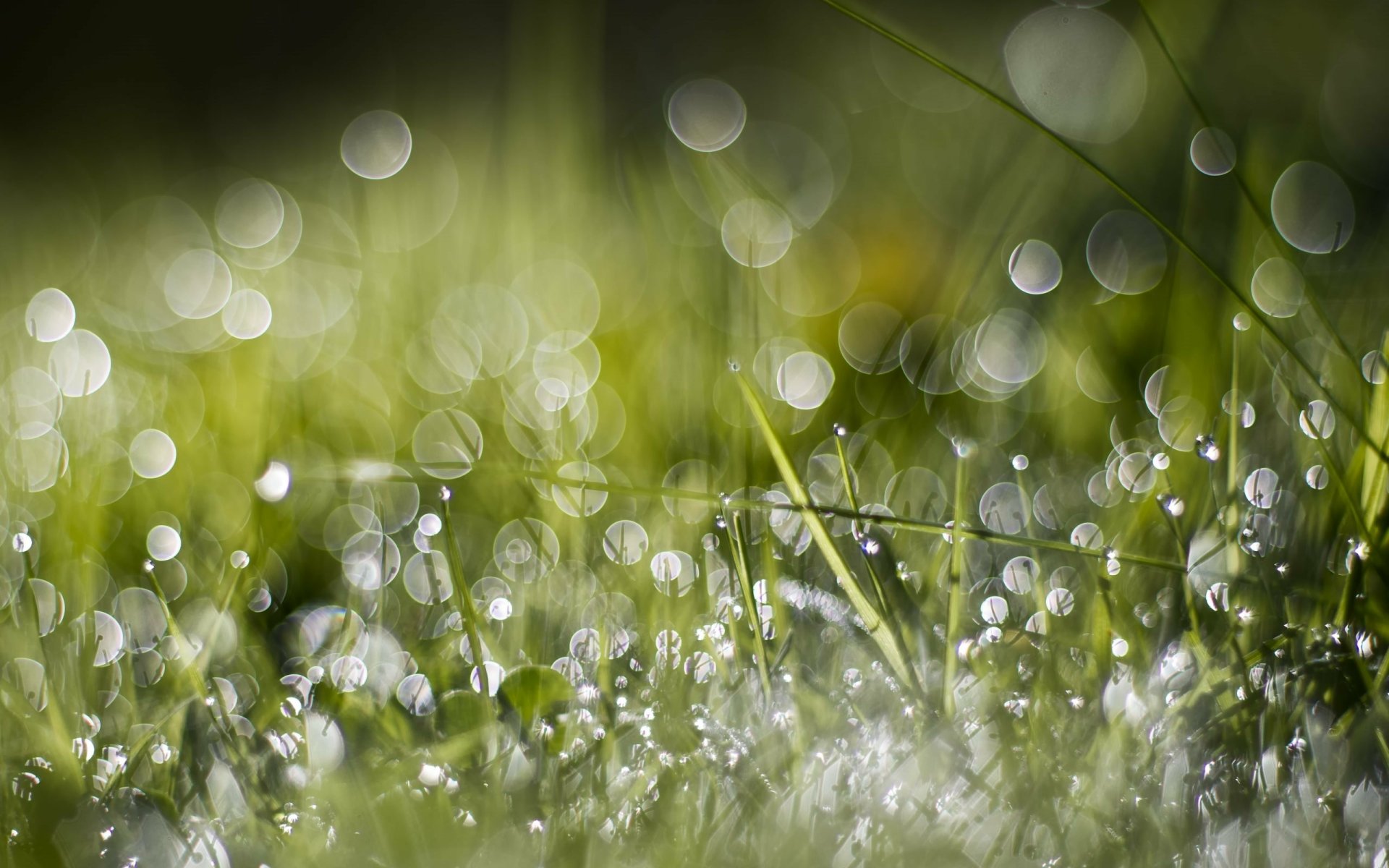 Grass HD Wallpaper