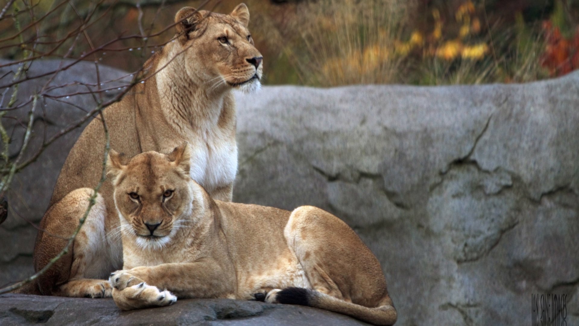 A serene scene featuring two lions resting on a rock, captured in vibrant detail. This 4K Ultra HD wallpaper showcases the beauty of these majestic animals.