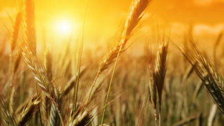 crops nature wheat HD Desktop Wallpaper | Background Image