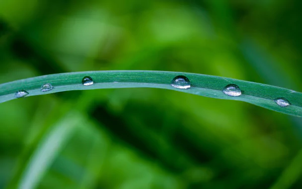 dew nature water drop HD Desktop Wallpaper | Background Image