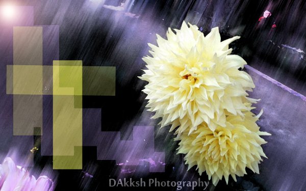 Earth Flower Flowers Yellow Purple Photography HD Wallpaper | Background Image