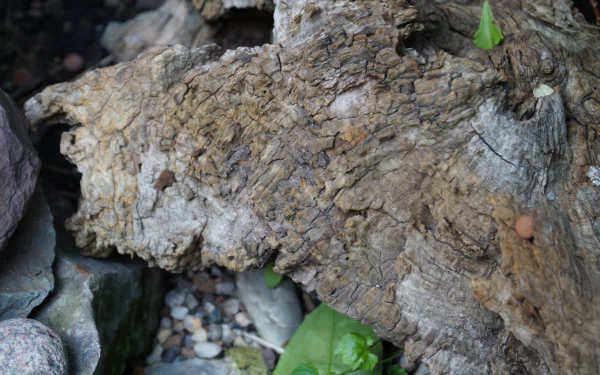 nature wood HD Desktop Wallpaper | Background Image