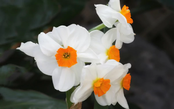 nature daffodil HD Desktop Wallpaper | Background Image