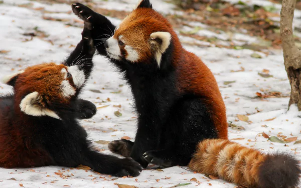 Two red pandas playing in the snow, captured in high definition, this image serves as a delightful desktop wallpaper and background.