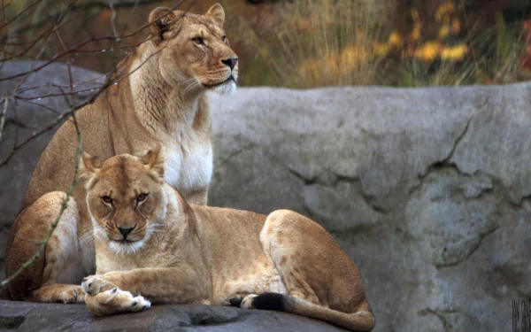 A serene scene featuring two lions resting on a rock, captured in vibrant detail. This 4K Ultra HD wallpaper showcases the beauty of these majestic animals.