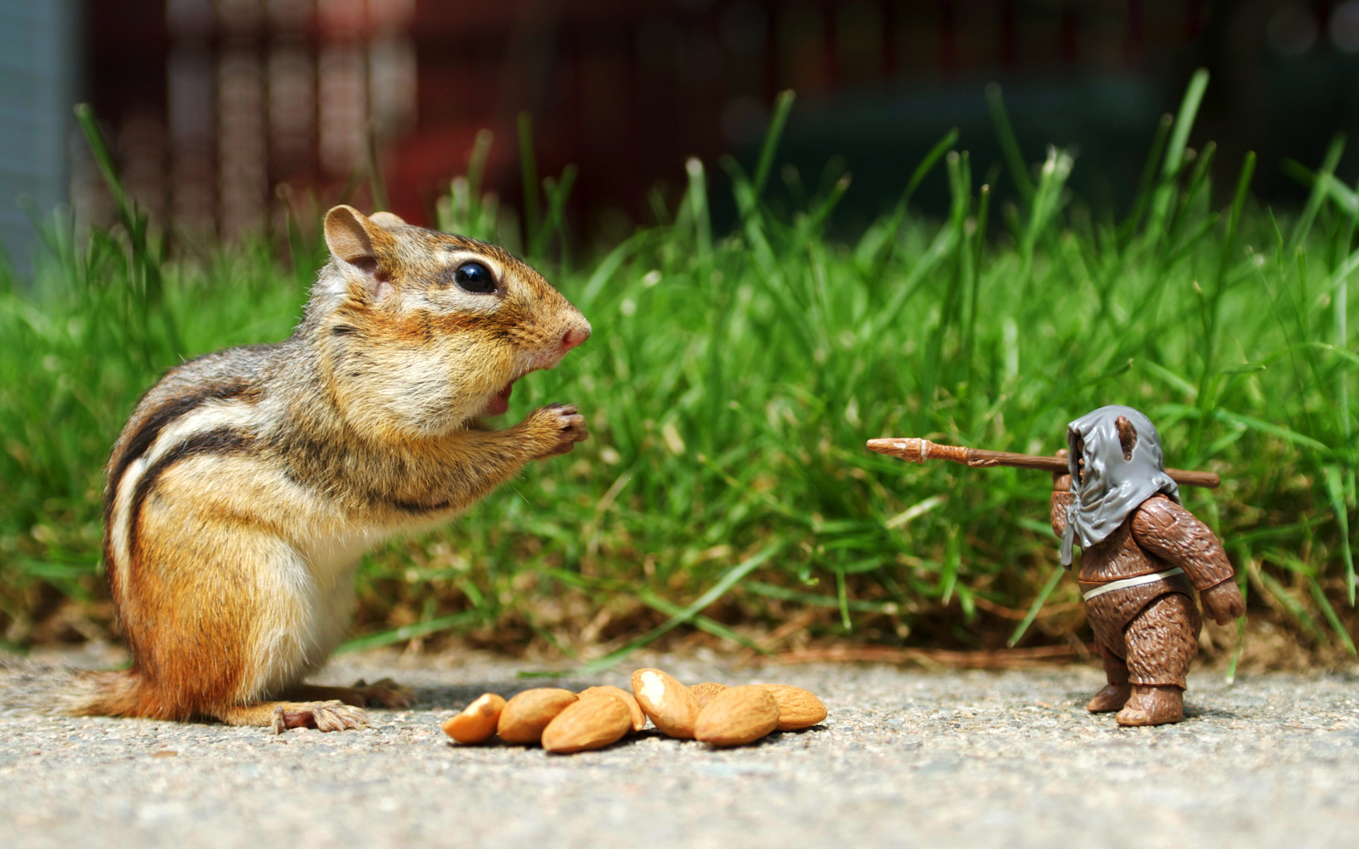 Ewok and chipmunk in vibrant HD wallpaper