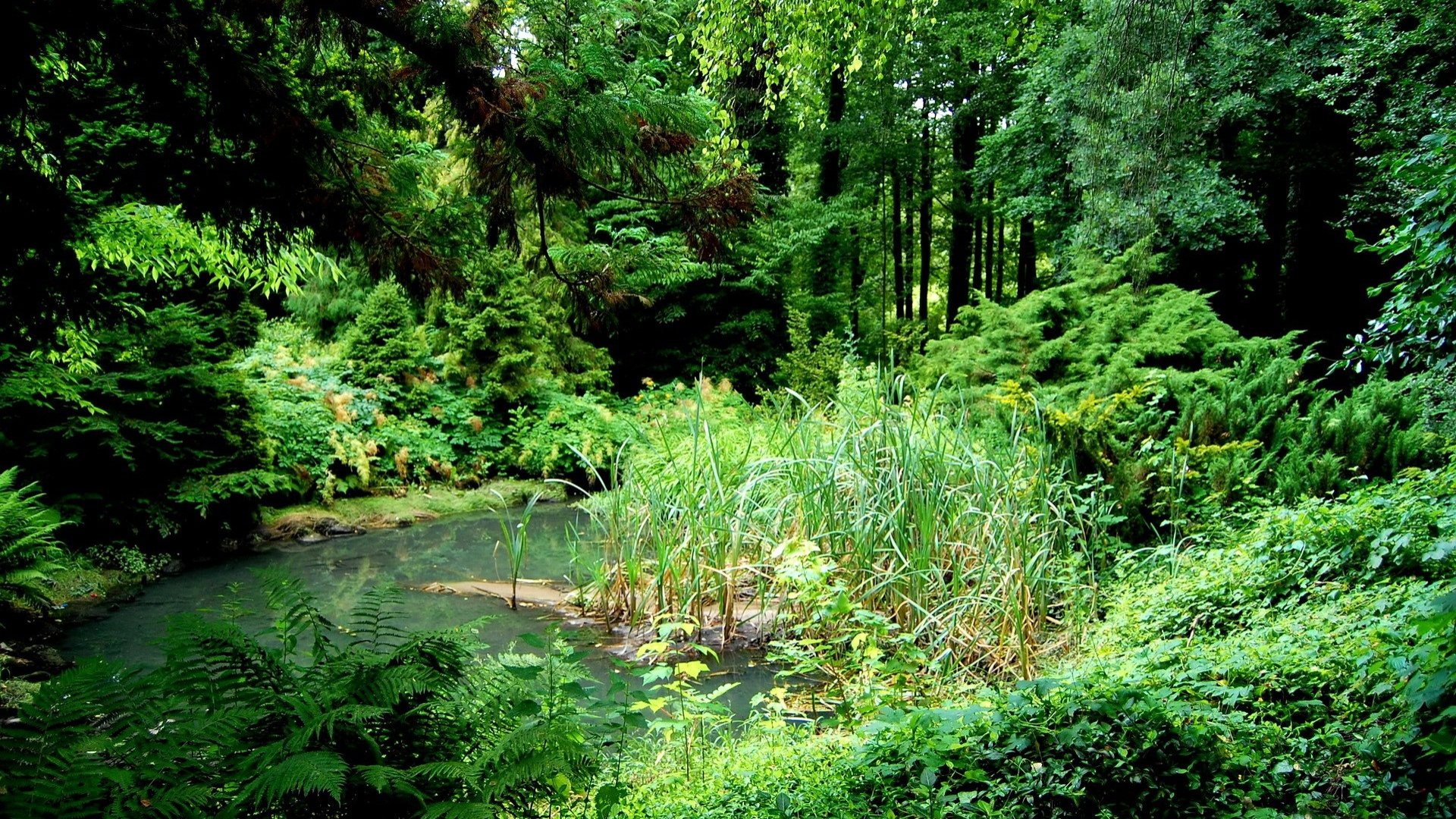 Download Nature Swamp HD Wallpaper