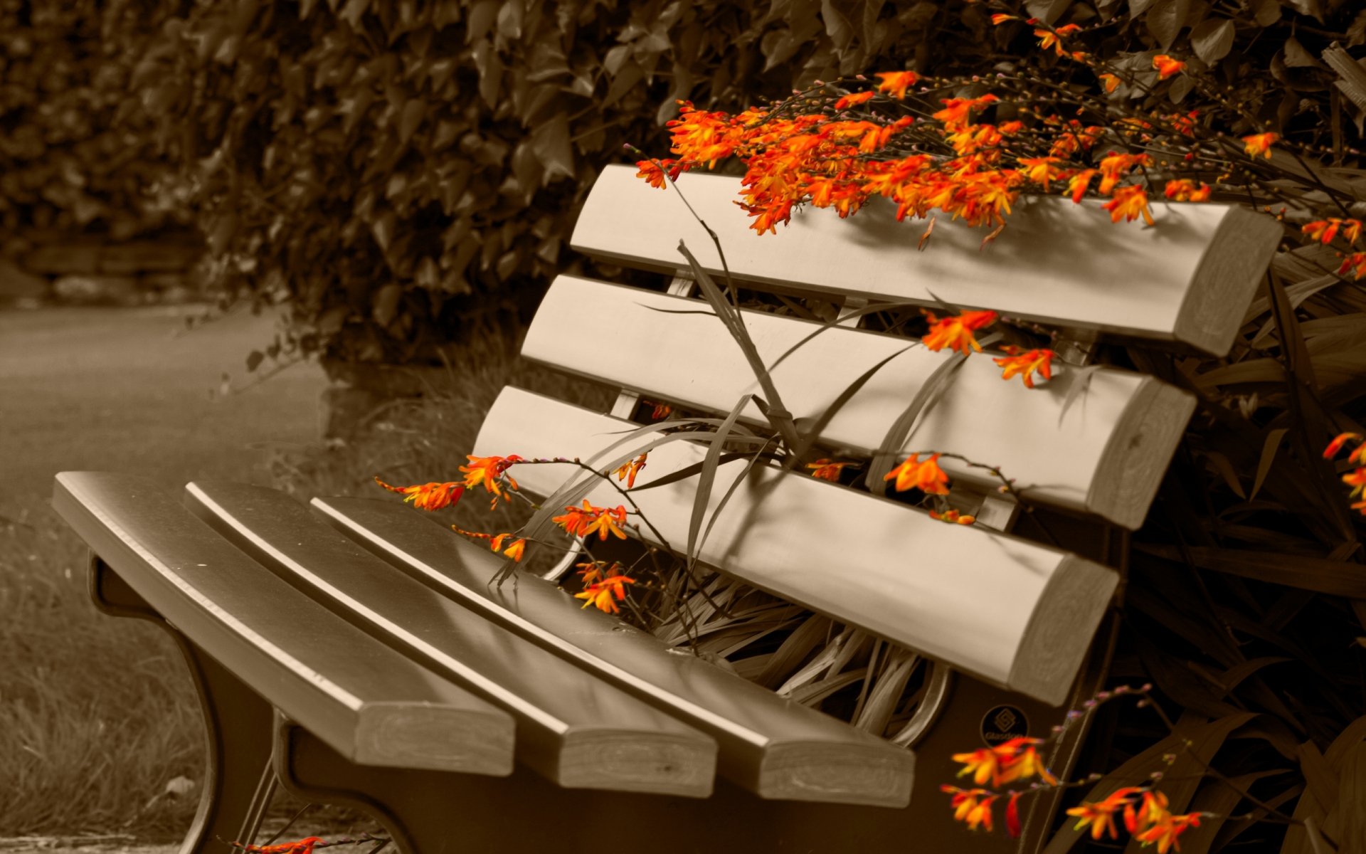 Bench HD Wallpaper