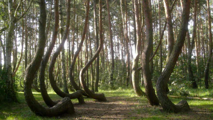 HD PC desktop wallpaper background: nature scene of a grove of twisted trees with curled trunks forming a winding forest path under dappled sunlight.