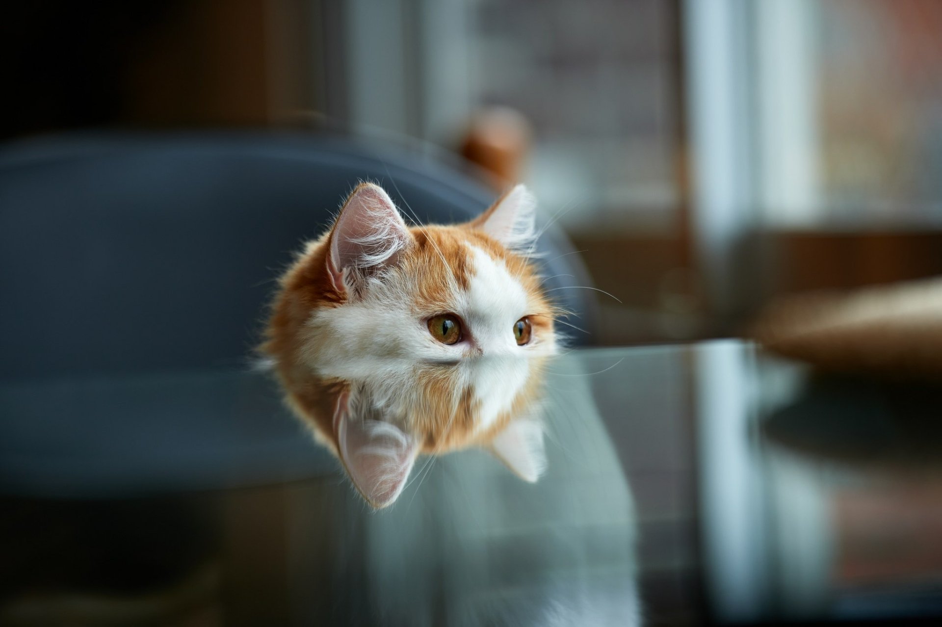 Любопытный котенок