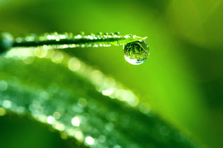 dew nature water drop HD Desktop Wallpaper | Background Image