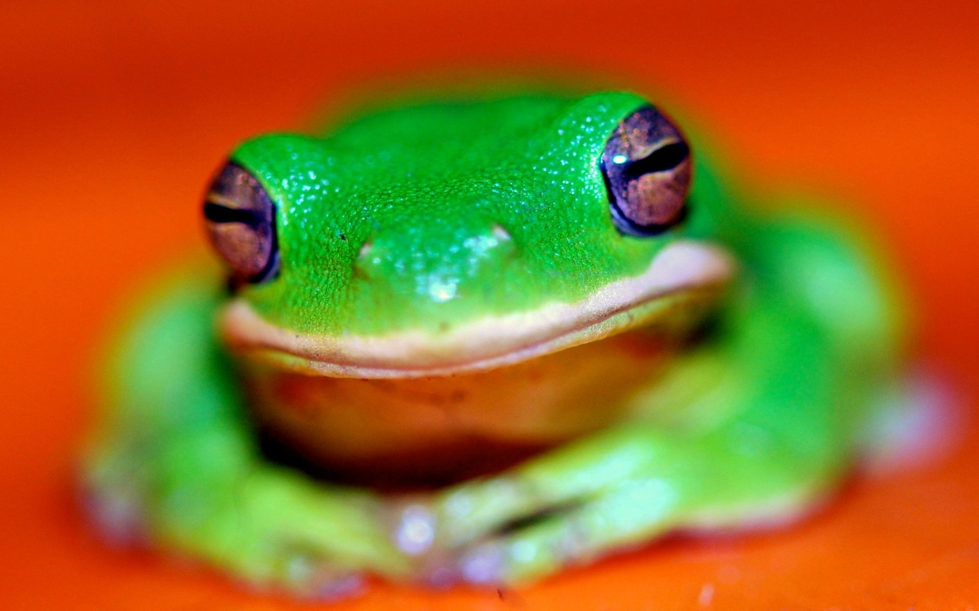 Download Frog Animal White-lipped Tree Frog HD Wallpaper