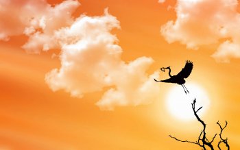 Wallpaper ID : 48991