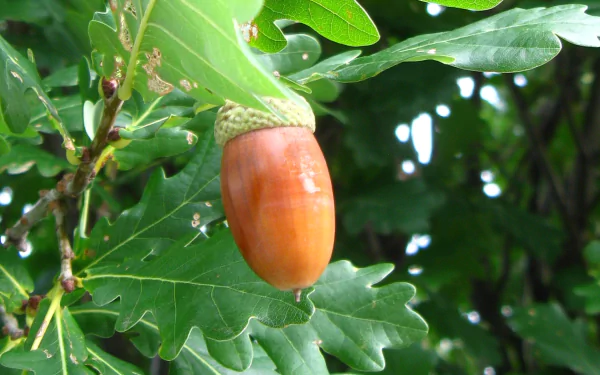 oak branch leaf nature acorn HD Desktop Wallpaper | Background Image