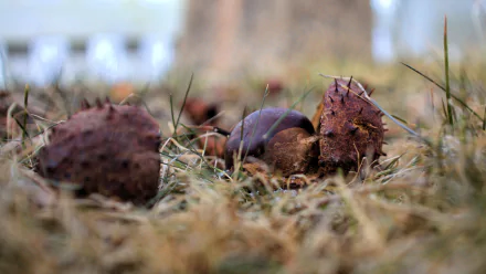 nature chestnut HD Desktop Wallpaper | Background Image