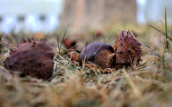 nature chestnut HD Desktop Wallpaper | Background Image