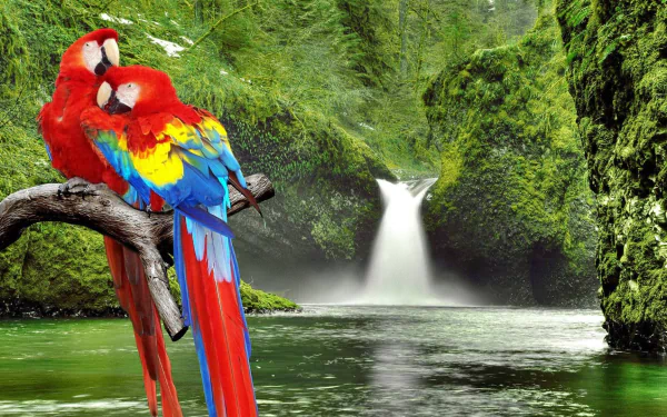 Two vibrant scarlet macaws perched on a branch in a lush green forest with a waterfall cascading into a serene river, HD PC desktop wallpaper background.